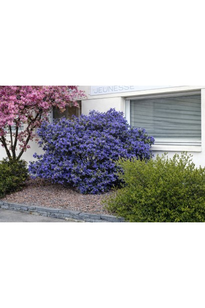 Цеанотус Concha опис